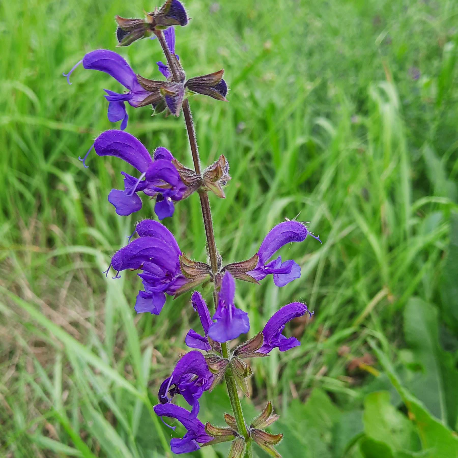 Wiesen-Salbei, Salvia pratensis – WildLand