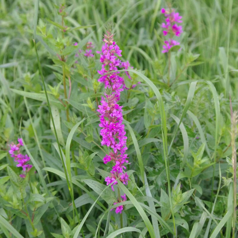 Lythrum salicaria, Blutweiderich – Bild 3