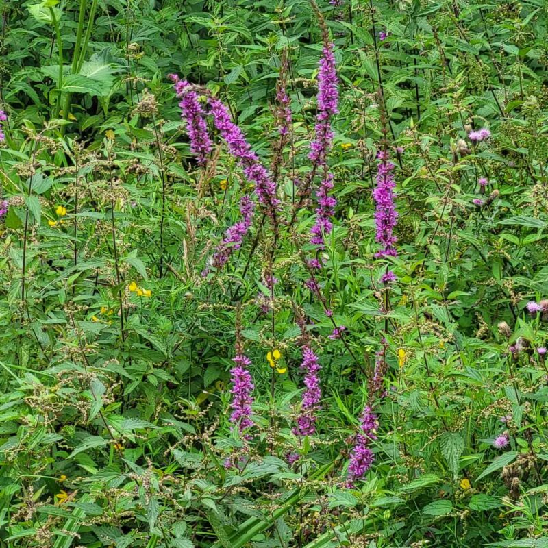 Lythrum salicaria, Blutweiderich – Bild 4