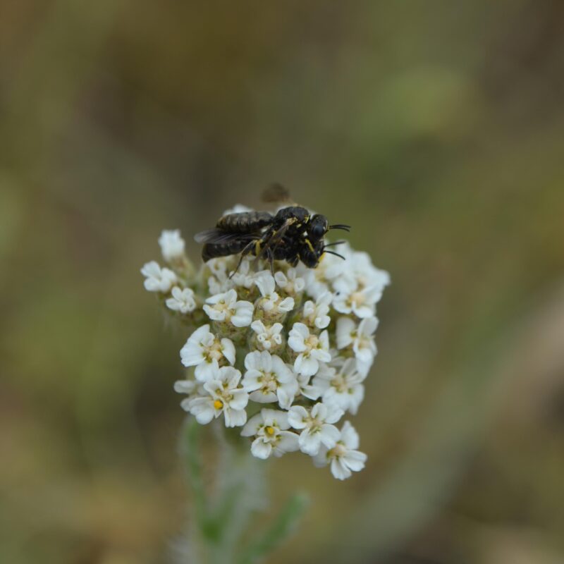 Achillea millefolium, Schafgabe – Bild 2