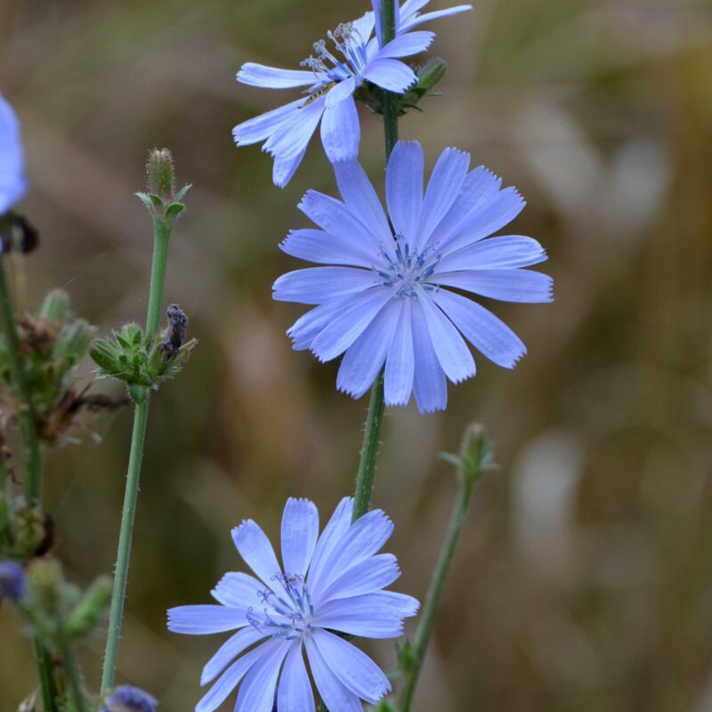 Cichorium intybus, Wegwarte (Saatgut) – Bild 2
