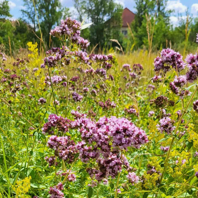 Origanum vulgare, Echte Dost (Saatgut) – Bild 3