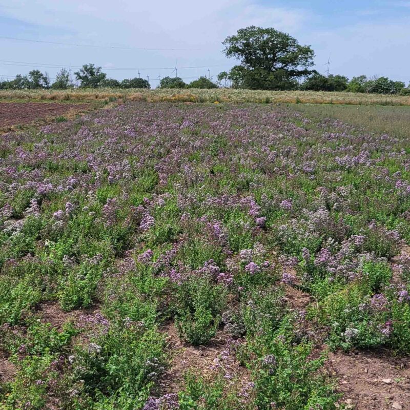 Origanum vulgare, Echte Dost (Saatgut) – Bild 4