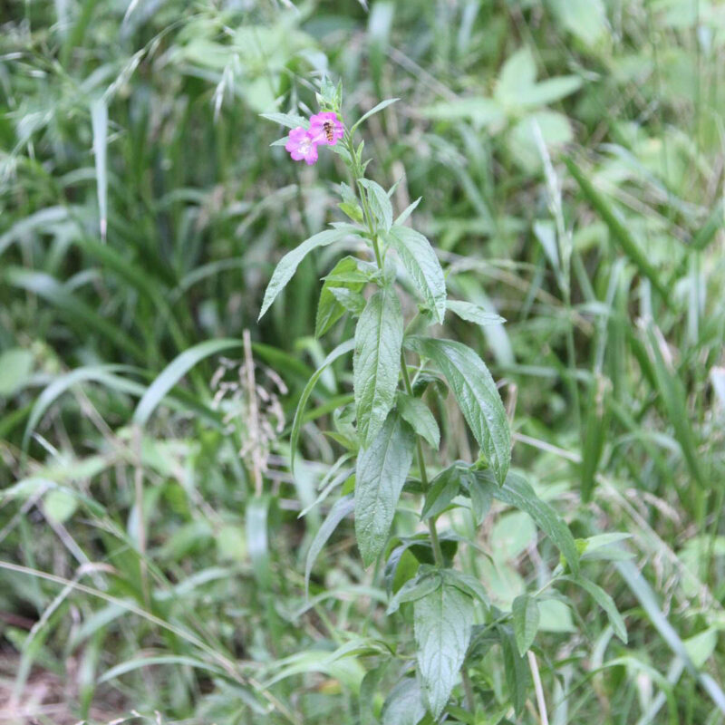 Epilobium hirsutum, Behaartes Weidenröschen – Bild 2