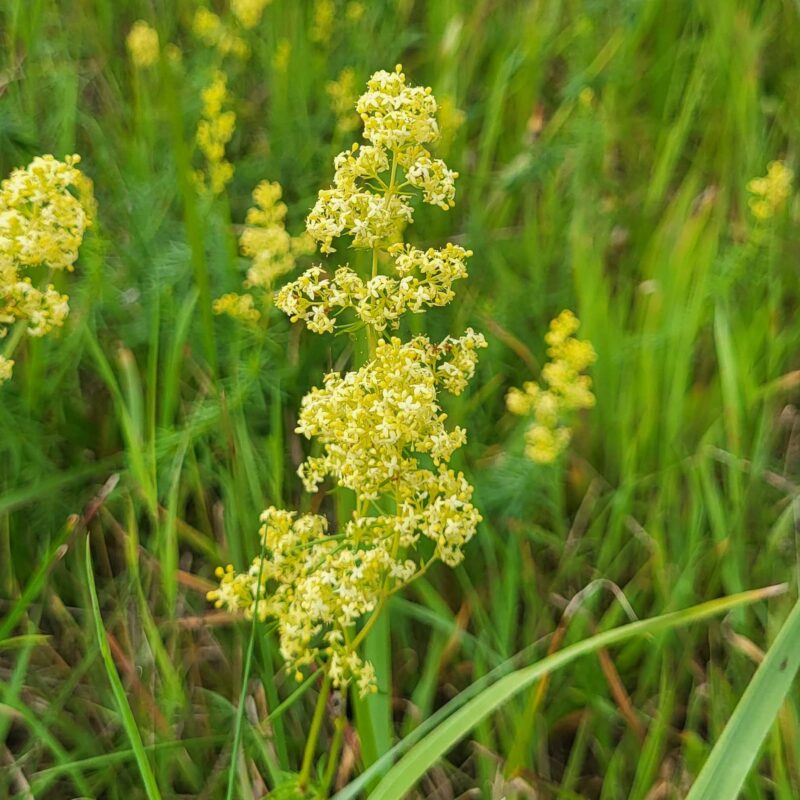 Galium verum, Echtes Labkraut – Bild 2
