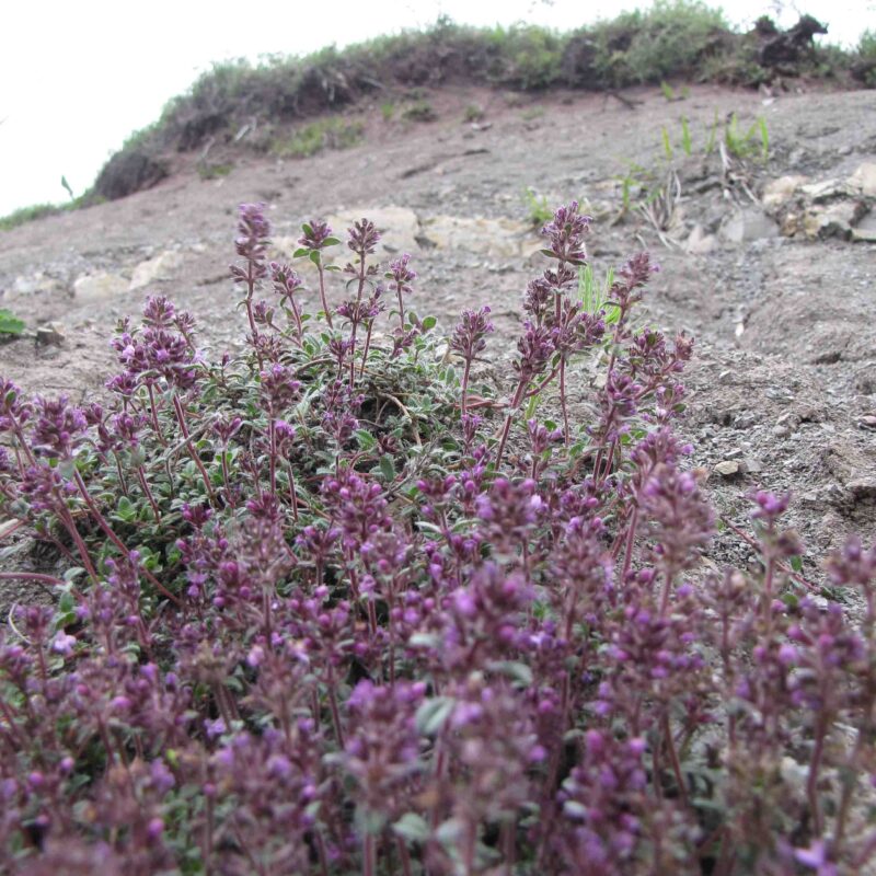 Thymus pulegioides, Arznei Thymian (Saatgut) – Bild 3