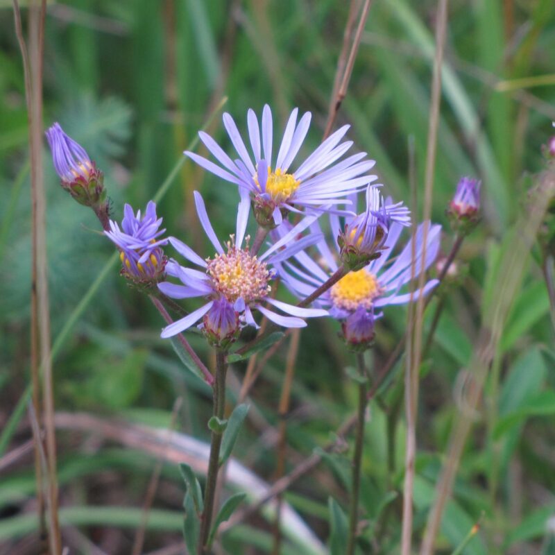 Aster amellus, Kalk Aster