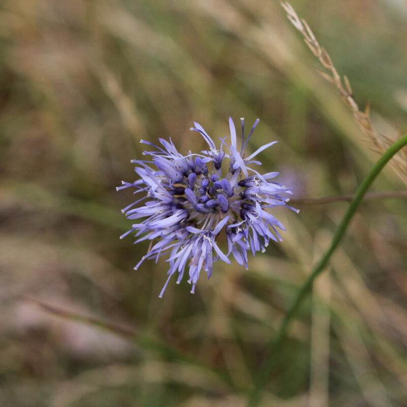 Jasione montana, Berg Sandglöckchen – Bild 2