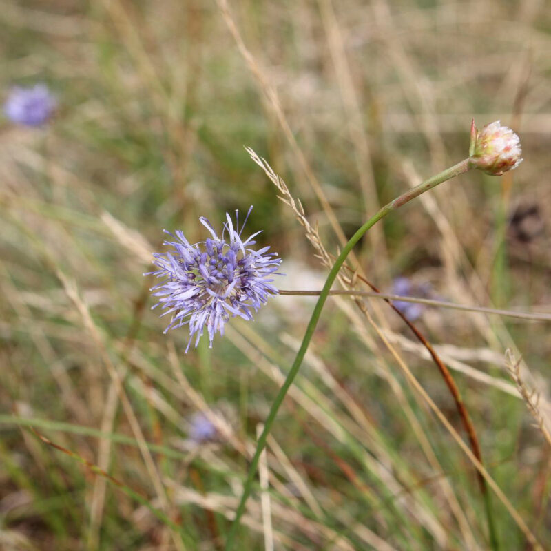 Jasione montana, Berg Sandglöckchen – Bild 3