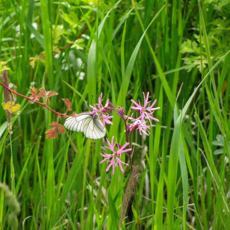 Lychnis flos-cuculi, Kuckuks Lichtnelke – Bild 2