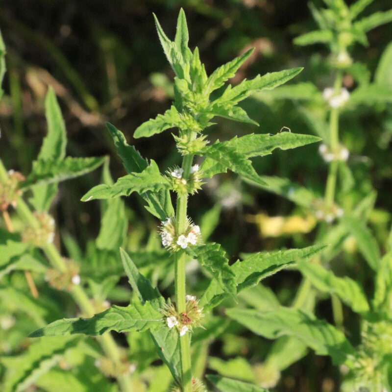 Lycopus europaeus, Ufer- Wolfstrapp