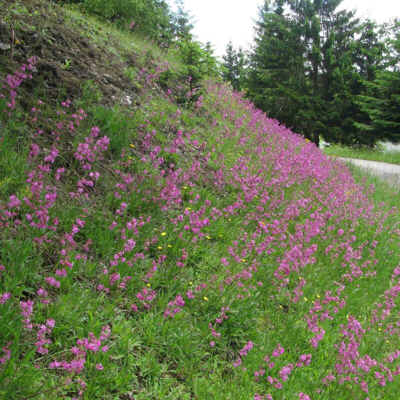 Viscaria vulgaris, Pechnelke – Bild 2