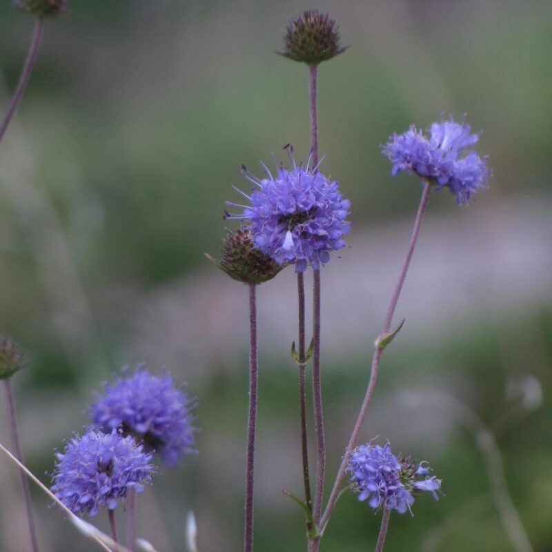Succisa pratensis, Teufelsabbiss (Saatgut)