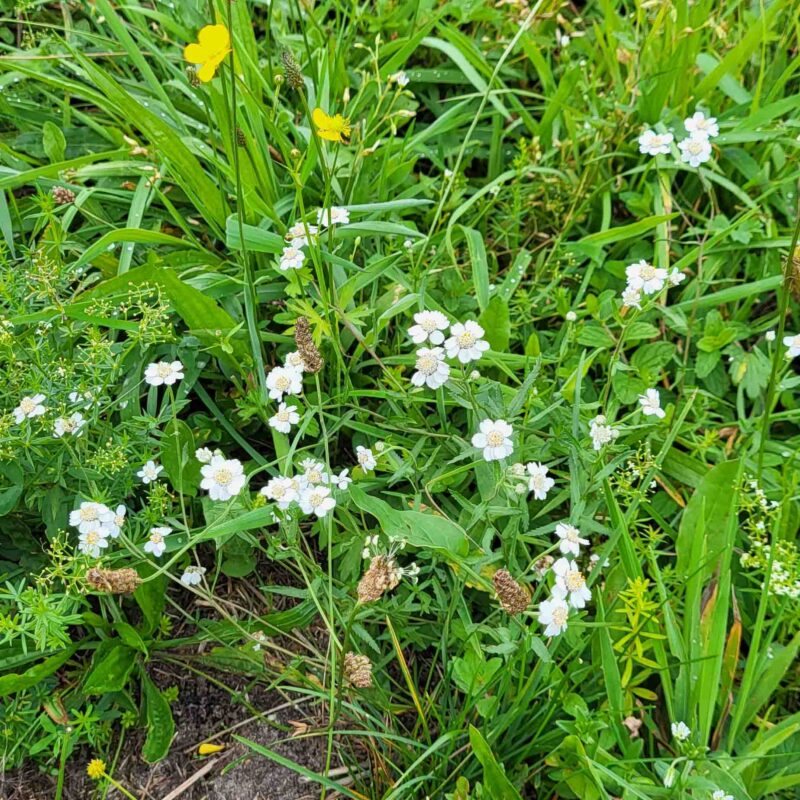 Achillea ptarmica, Sumpf Schafgabe – Bild 3