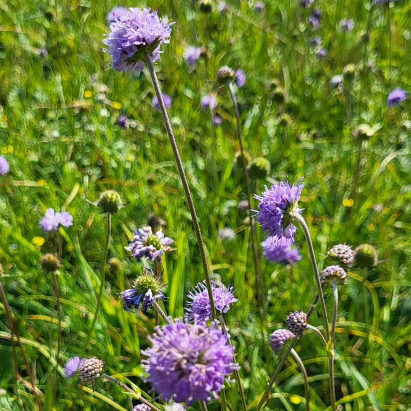 Succisa pratensis, Teufelsabbiss (Saatgut) – Bild 2