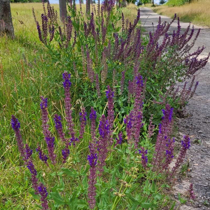 Salvia nemorosa, Steppensalbei – Bild 3