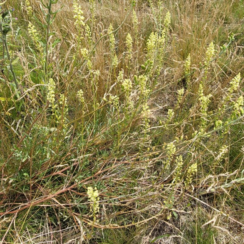 Reseda lutea, Gelbe Resede – Bild 2