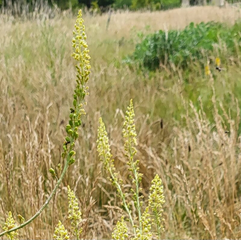 Reseda lutea, Gelbe Resede – Bild 3