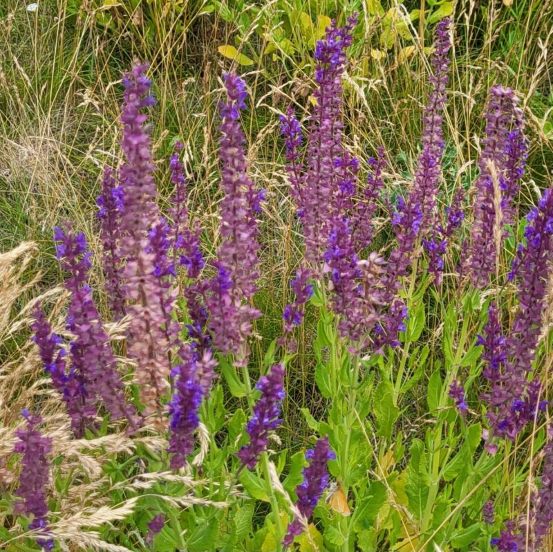 Salvia nemorosa, Steppensalbei – Bild 2