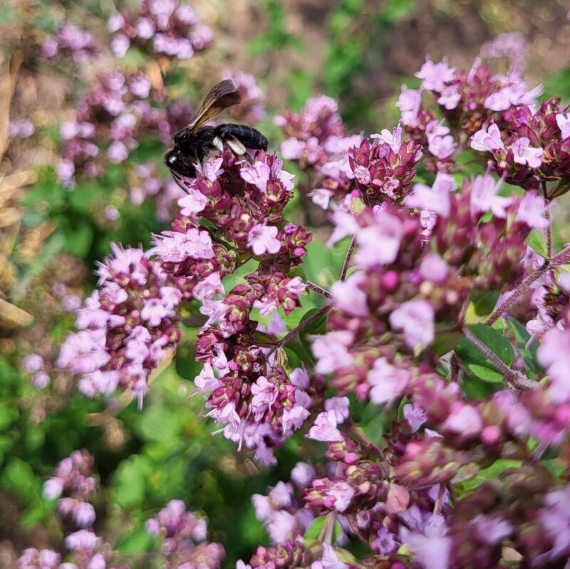 Origanum vulgare, Echte Dost (Saatgut) – Bild 2