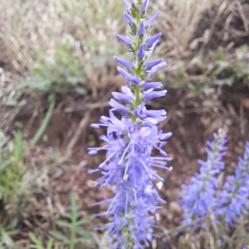 Veronica spicata, Ähriger Ehrenpreis – Bild 2