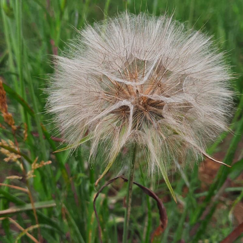 Tragopogon pratensis, Wiesen-Bocksbart (Saatgut) – Bild 3