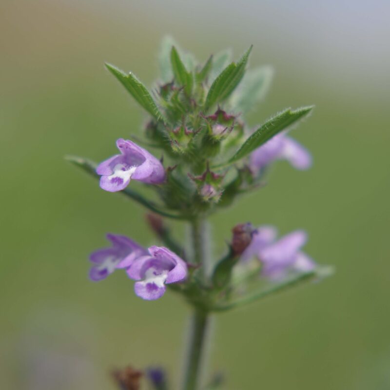 Acinos arvensis, Steinquendel