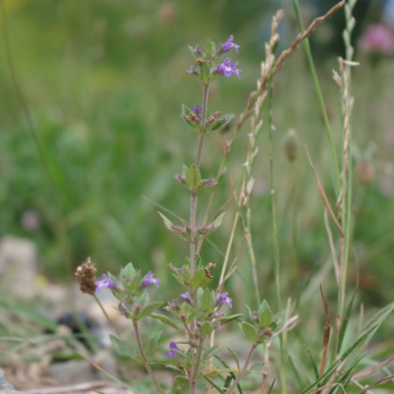 Acinos arvensis, Steinquendel – Bild 2