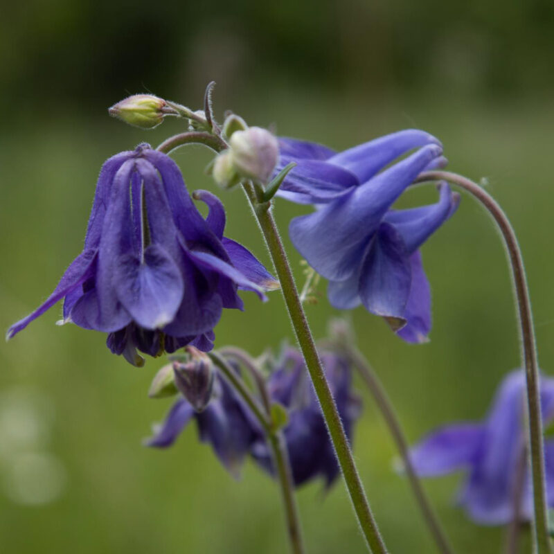 Aquilegia vulgaris, Akelei – Bild 2