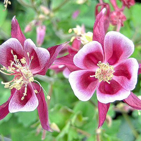 Aquilegia spezies, Akelei Rot Weiß