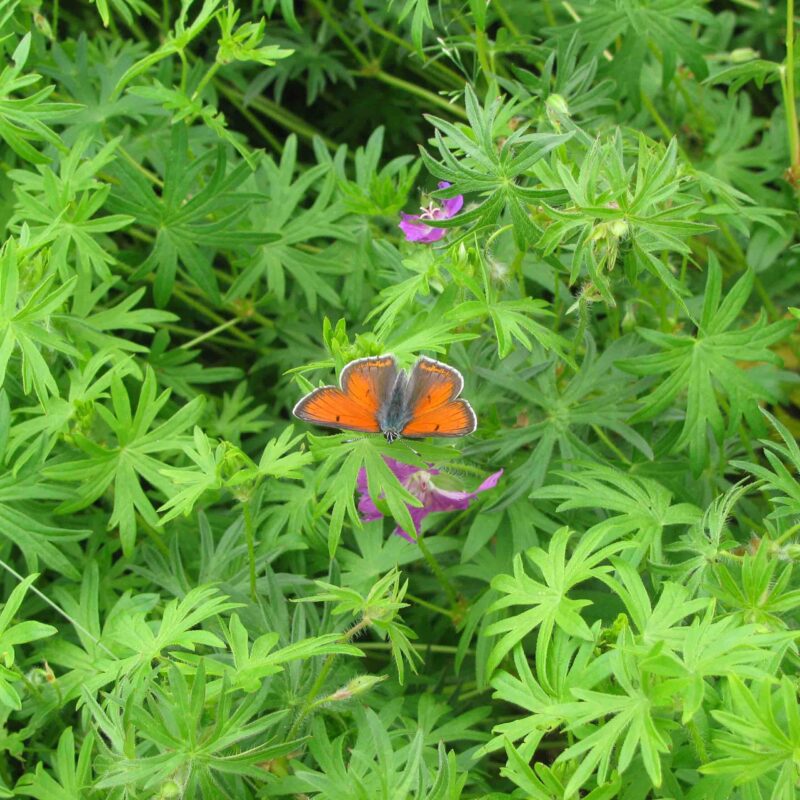 Geranium sanguineum, Blut-Storchschnabel – Bild 3