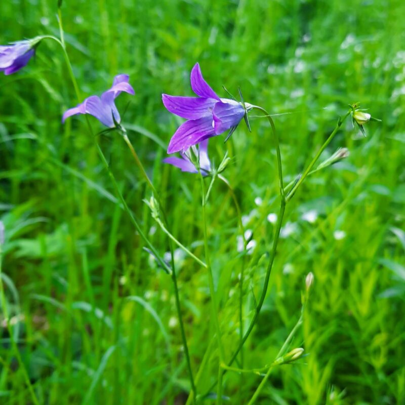 Campanula patula, Wiesen-Glockenblume – Bild 2