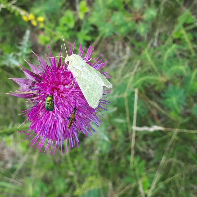 Carduus nutans, Nickende Distel