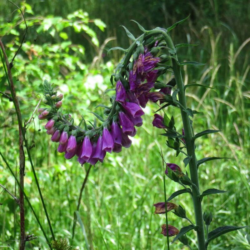Digitalis purpurea, Roter Fingerhut