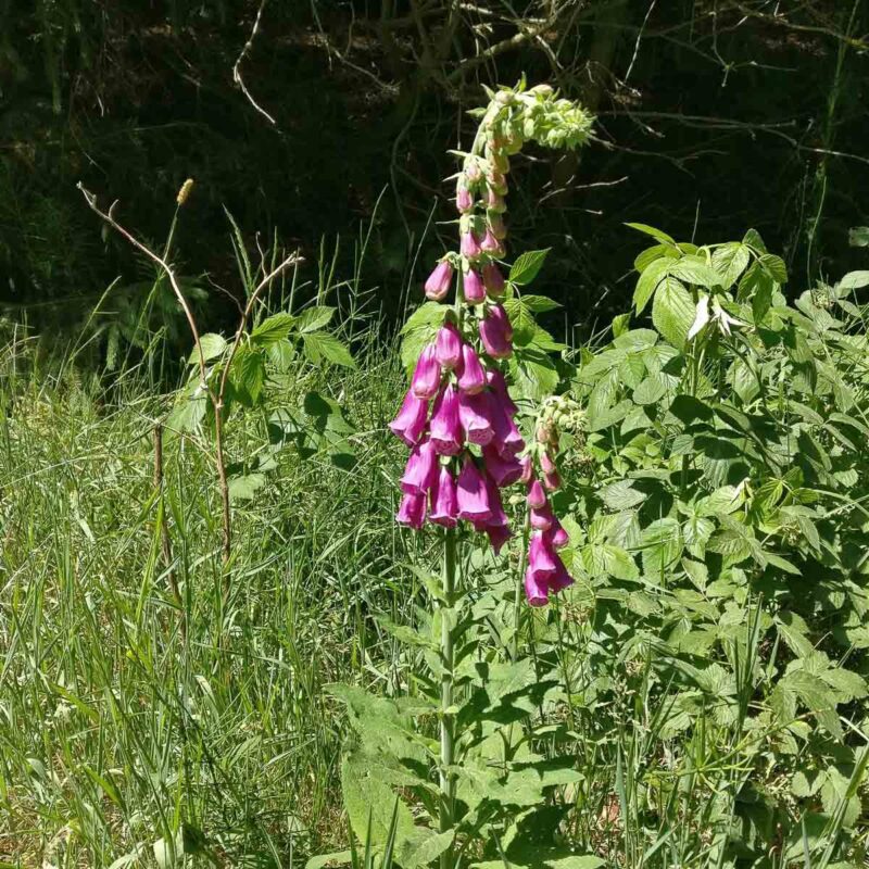 Digitalis purpurea, Roter Fingerhut – Bild 3