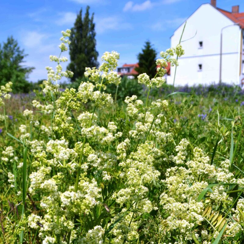Galium mollugo, Wiesen-Labkraut