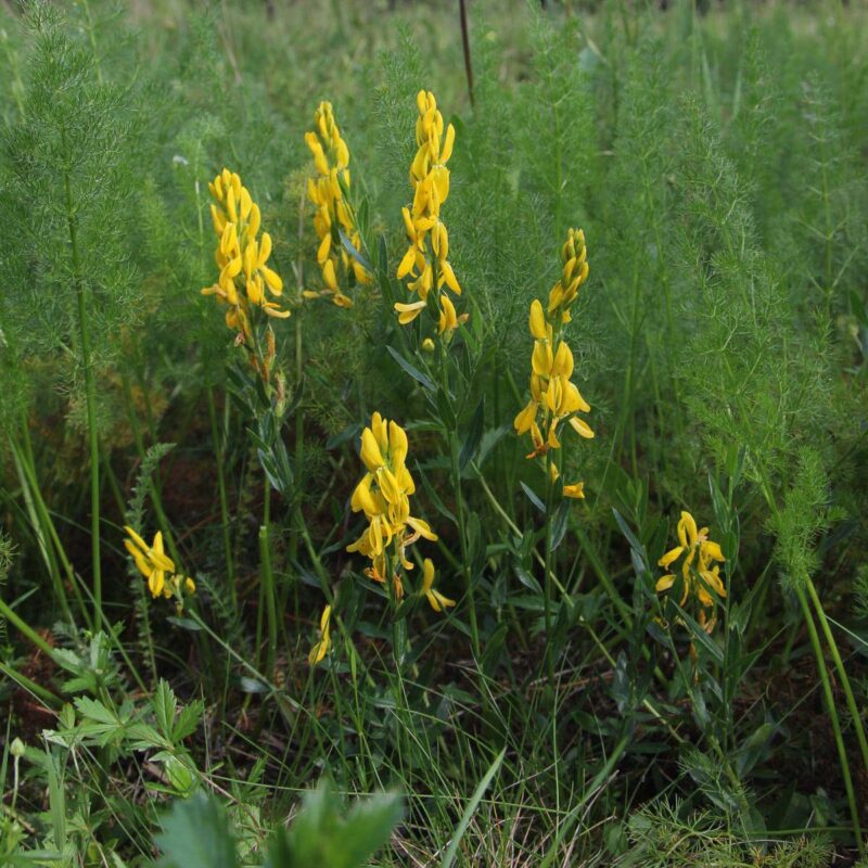 Genista tinctoria, Färber-Ginster – Bild 2