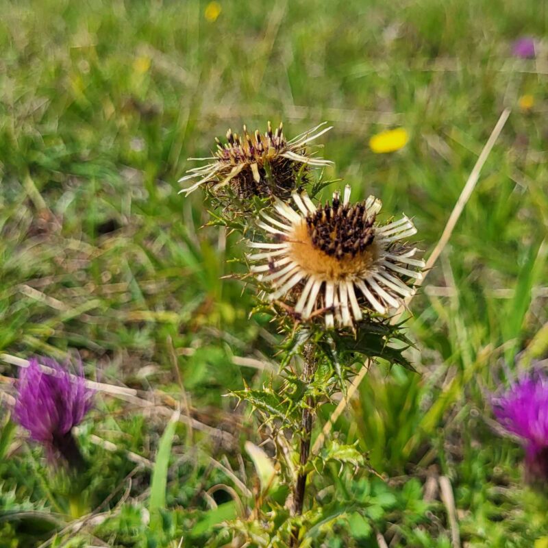Carlina vulgaris, Golddistel – Bild 2