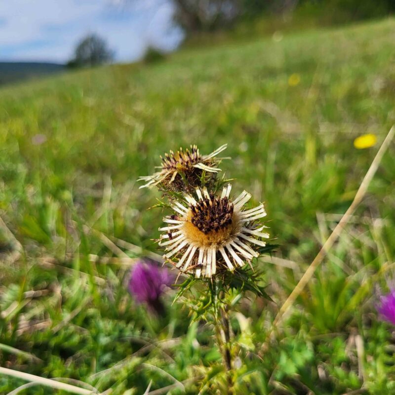 Carlina vulgaris, Golddistel – Bild 3