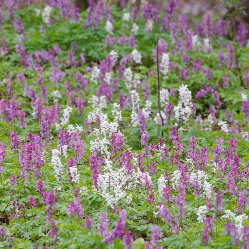 Corydalis cava, Hohler Lerchensporn (Saatgut)