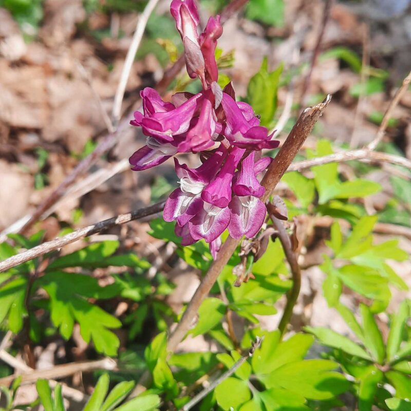 Corydalis cava, Hohler Lerchensporn (Saatgut) – Bild 3