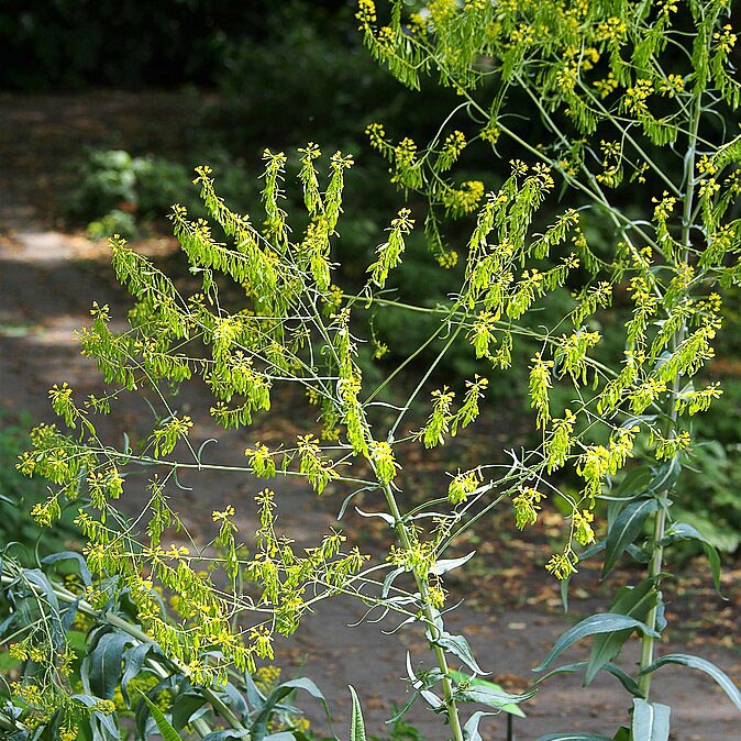 Isatis tinctoria, Färberwaid (Saatgut)