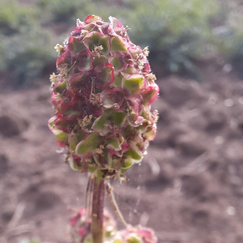 Sanguisorba minor, Kleiner Wiesenknopf – Bild 2