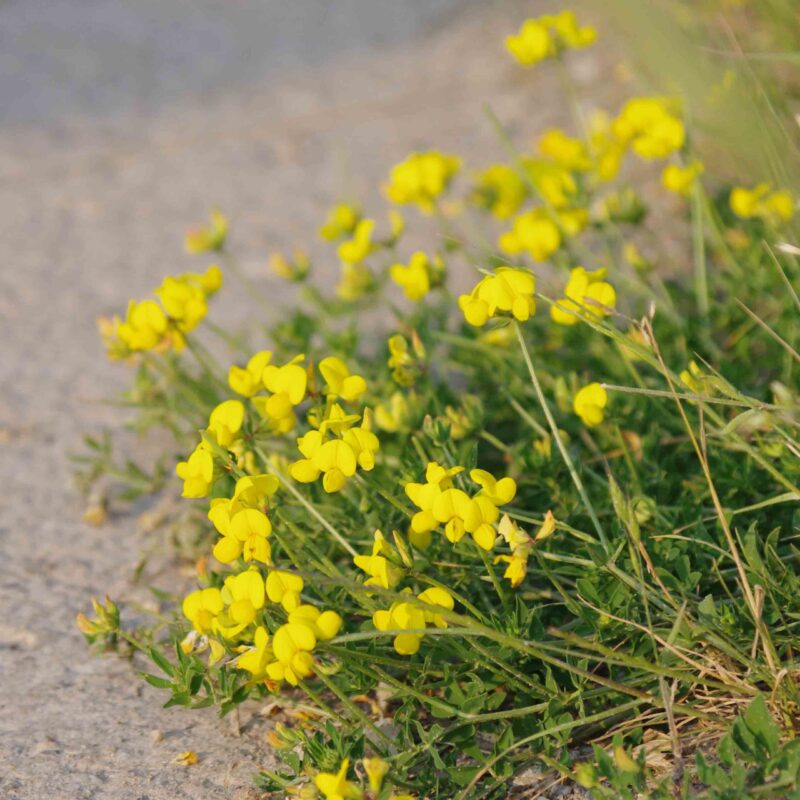 Lotus corniculatus, Hornklee
