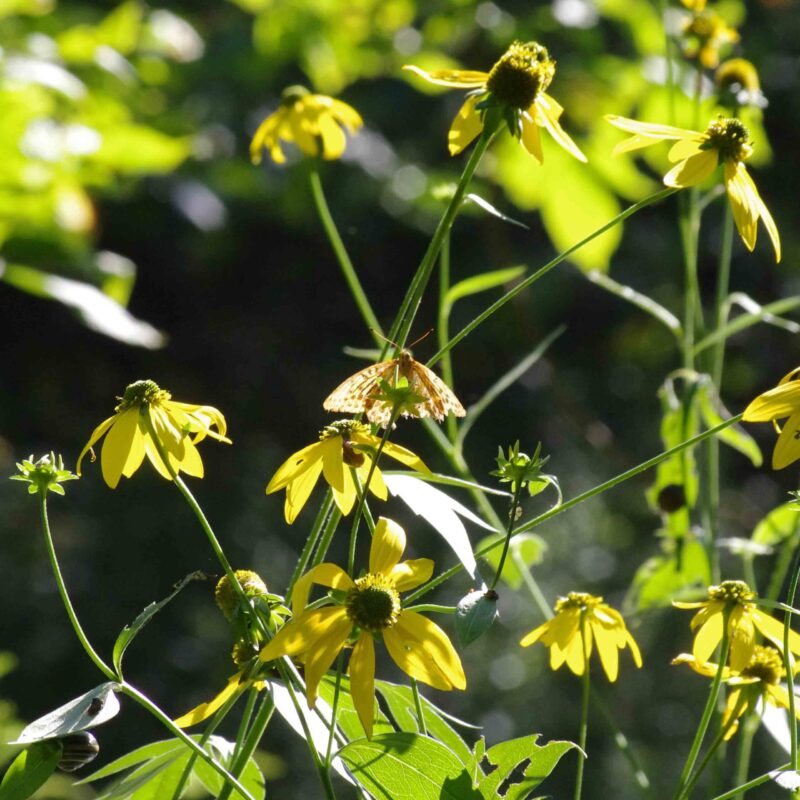 Rudbeckia fulgida var. sullivantii, Leuchtender Sonnenhut 'Goldsturm', – Bild 2