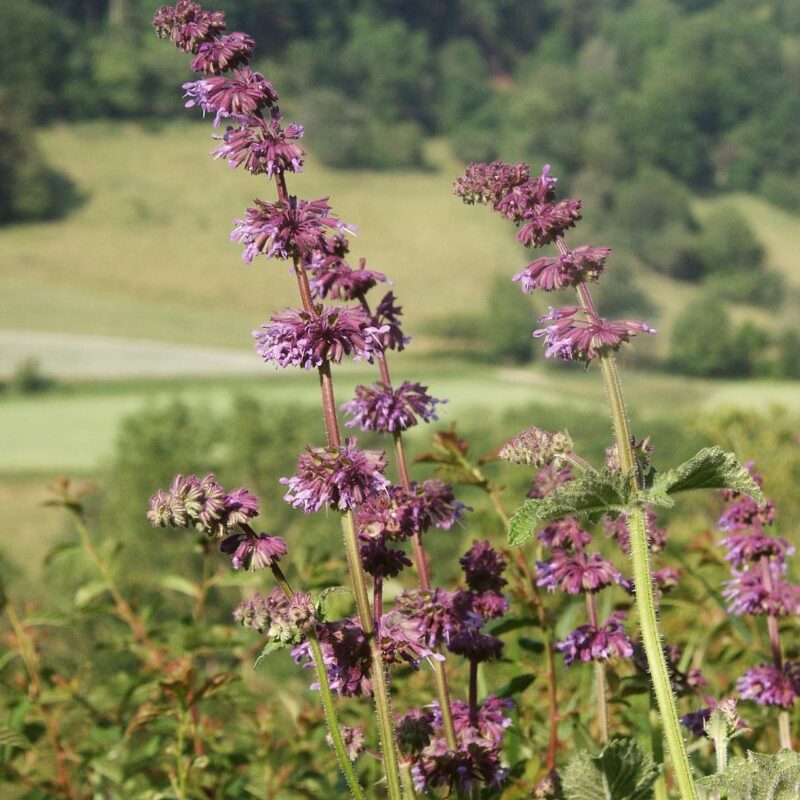 Salvia verticillata, Quirlblütiger Salbei