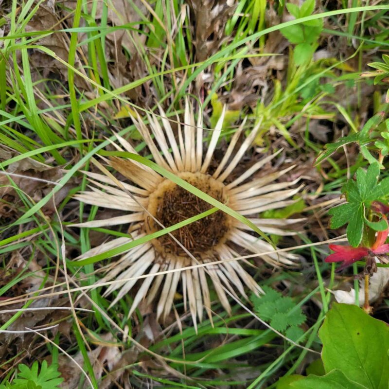 Carlina acaulis, Silberdistel