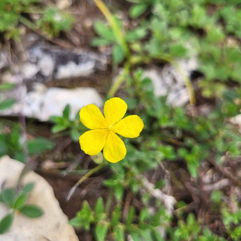 Helianthemum nummularium, Gelbes Sonnenröschen – Bild 2