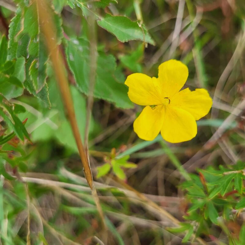 Helianthemum nummularium, Gelbes Sonnenröschen – Bild 5