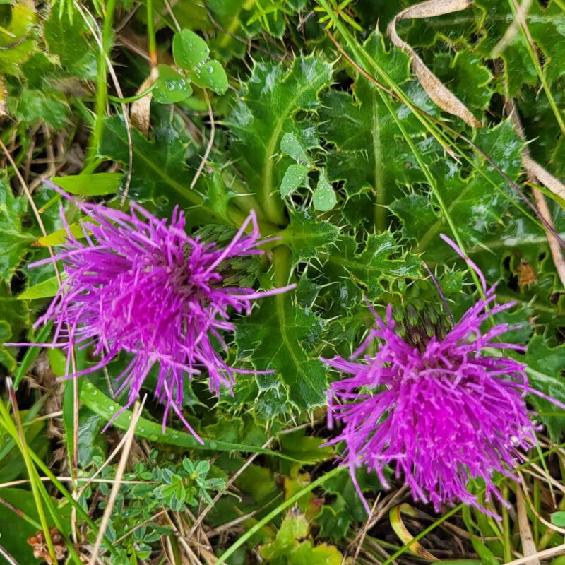 Cirsium acaulon (acaule), Stängellose Kratzdistel